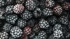 Brombeeren gefroren